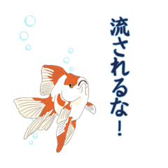 Healing life [goldfish]