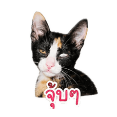 Coffee cat_20260430181732