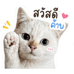 Whitecat_20260430183455
