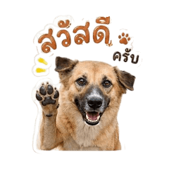 pimpim_20260430184645