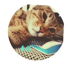 petlovely