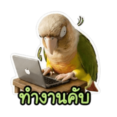 Kwanjai Shop_20260430185505