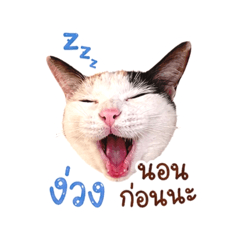 KITTYcute.