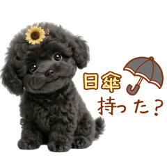 Fluffy Dog.4 Toy Poodle