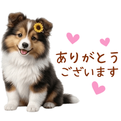 Fluffy Dog.4 Shetland Sheepdog