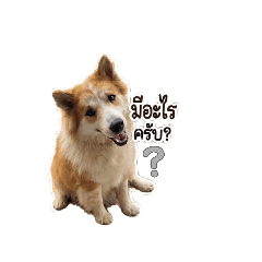 JoJoBangkaew