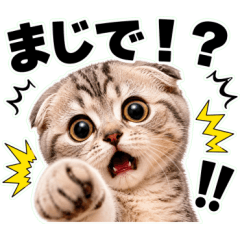 飛び出す！激しいリアクションにゃんこ