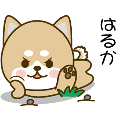 Shiba inu Sticker 026