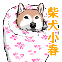 柴犬小春 こはチャンネル 簀巻き犬登場 Line スタンプ Line Store