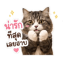 Fujang2