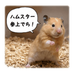 Golden Hamster's Funny Daily Chat
