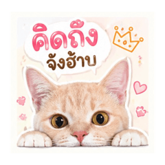 Nok_20260430204948
