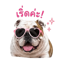 Jedi frenchie_20260430210944