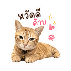 Yuzu meowmeow