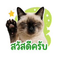 pang_pp