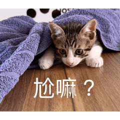 饅頭 日常