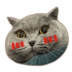 British shorthair cat Dumi