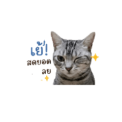 cola cute cat