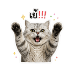 Chimon cute