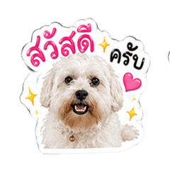 BuiFaii