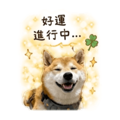柴犬小宅正能量篇