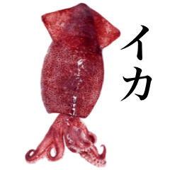 Flesh Baby squid