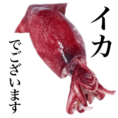 Flesh Baby squid 3