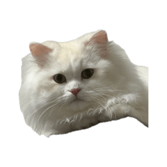 Ako_20260530193811