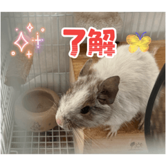 nodokat_20260530195036