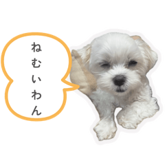 aoi_20260530200854