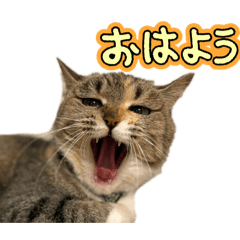yuzu_20260530204434