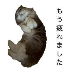 zora_20260530213814