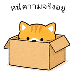ชีวิตประจำวันของแมวสุดชิล