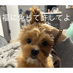 zuzu_20260531201221