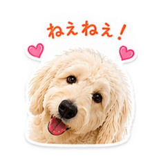 dosukoi kero kun_20260531193825