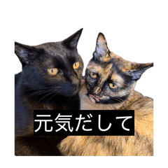 mayu_20260601132036