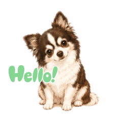 dog dog dog chihuahua!!!