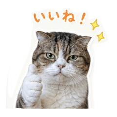 hatsumi_20260601145736