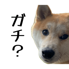 R_20260601175123
