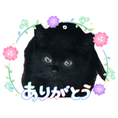 MOMO_20260601201502