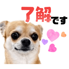 Cherry8311_2026060120555
