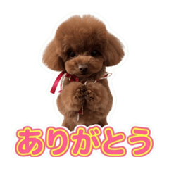 mini_toypoodle