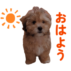 Mofumofu Sawa-chan stamp