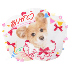 mimi_20260601234403