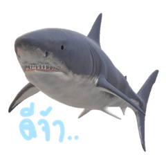 Happy shark in the ocean