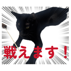 SAIKA_20260602000555
