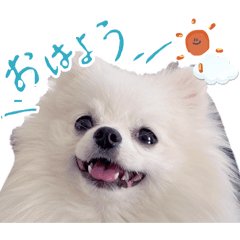 pochi_20260602001926