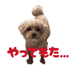 SHOOO_20260602005309