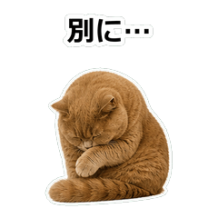 貓咪鹽回應 80TH