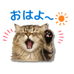 miki_20260602094644